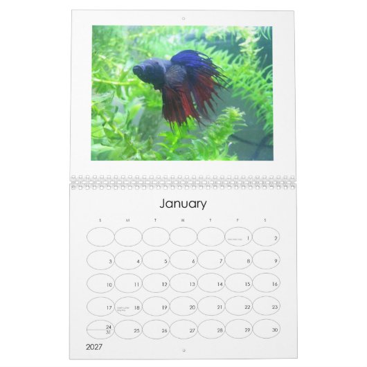 Betta Fisch-Kalender 2013 Kalender (Jan 2027)
