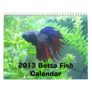 Betta Fisch-Kalender 2013 Kalender
