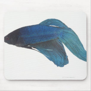 Betta Fische oder männliche blaue siamesische Mousepad