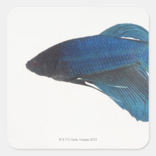 Betta Fische oder männliche blaue siamesische Quadratischer Aufkleber
