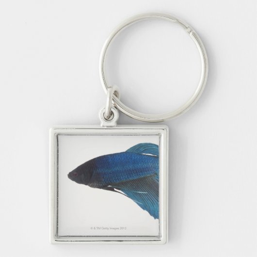 Betta Fische oder männliche blaue siamesische Schlüsselanhänger (Vorne)
