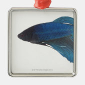 Betta Fische oder männliche blaue siamesische Silbernes Ornament (Vorne)