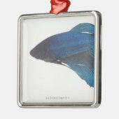 Betta Fische oder männliche blaue siamesische Silbernes Ornament (Links)