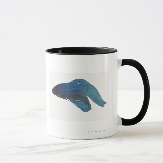 Betta Fische oder männliche blaue siamesische Tasse (Rechts)