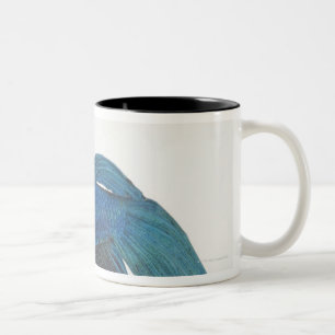 Betta Fische oder männliche blaue siamesische Zweifarbige Tasse