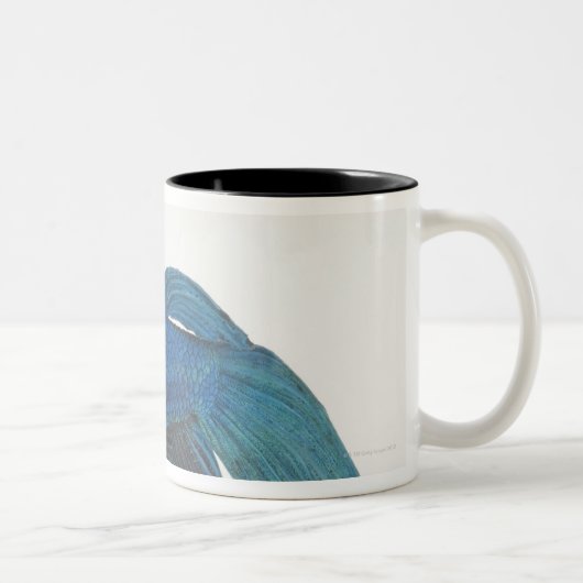 Betta Fische oder männliche blaue siamesische Zweifarbige Tasse (Rechts)