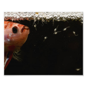 Betta Fish Babies Fotodruck