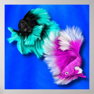 Betta Fish Duo, schwarz & aquamarin, weiß und rosa Poster
