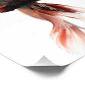 Betta Fish Face Fotodruck (Ecke)