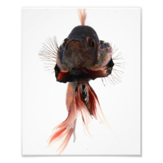 Betta Fish Face Fotodruck