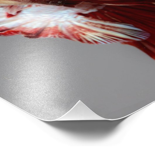 Betta Fish Fotodruck (Ecke)