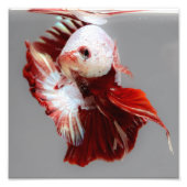 Betta Fish Fotodruck (Vorne)