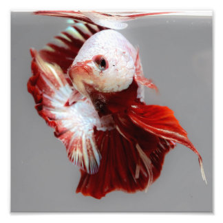 Betta Fish Fotodruck