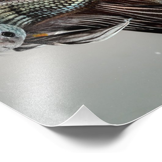 Betta Fish Fotodruck (Ecke)