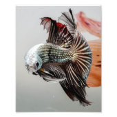 Betta Fish Fotodruck (Vorne)