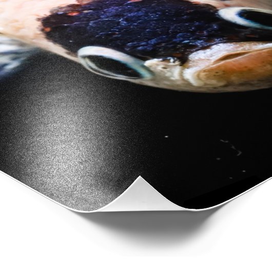 Betta Fish Head Fotodruck (Ecke)
