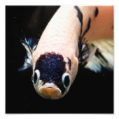 Betta Fish Head Fotodruck (Vorne)