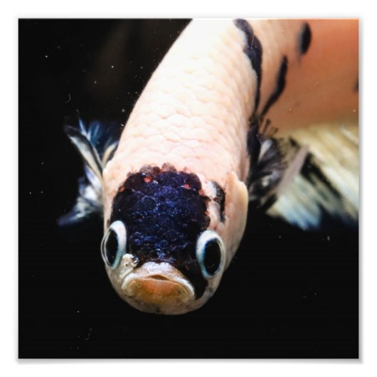 Betta Fish Head Fotodruck (Vorne)