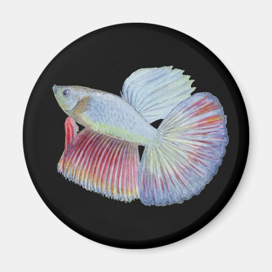 Betta Fish Magnet (Vorne)