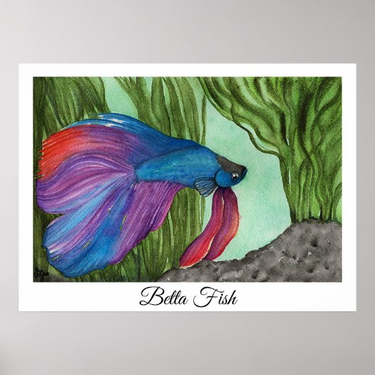 Betta Fish Poster (Vorne)
