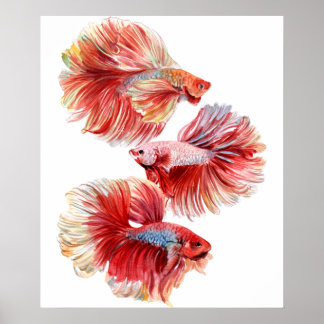 Betta Poster