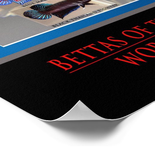 Betta Poster (Ecke)
