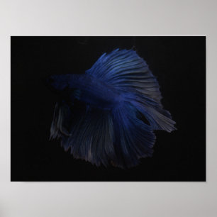 Betta Poster