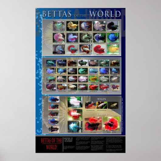 Betta Poster (Vorne)