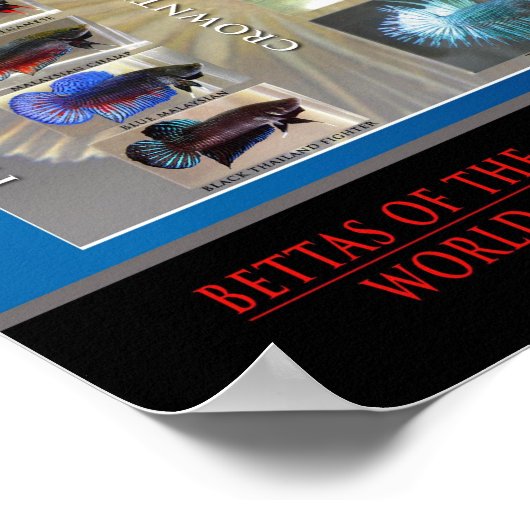 Betta Poster (Ecke)