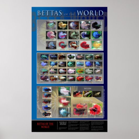 Betta Poster (Vorne)