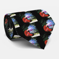 Betta splendens