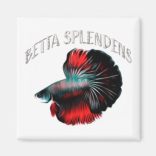 Betta splendens magnet (Vorne)