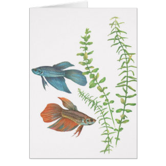 Betta splendens und Rotala Indica Weiß