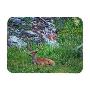 Bettbuck Magnet