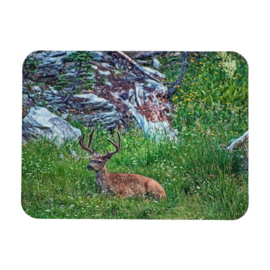 Bettbuck Magnet (Horizontal)