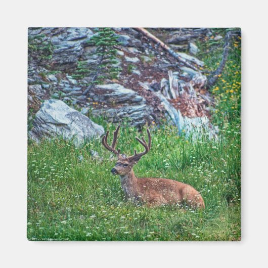 Bettbuck Magnet (Vorne)