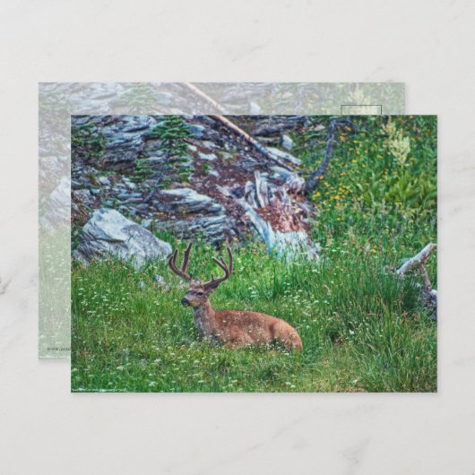 Bettbuck Postkarte (Vorne/Hinten)