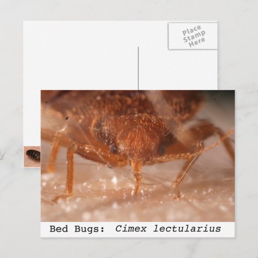 Bettbug: Cicus Postkarte (Vorne/Hinten)