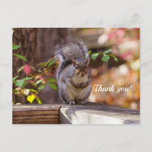 Bettelndes Eichhörnchen Danke Postkarte