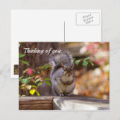Bettelndes Eichhörnchen denkt an Dich Postkarte (Vorne/Hinten)