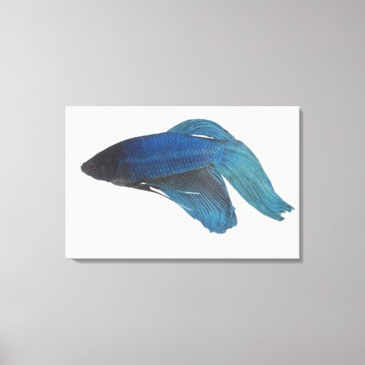 Bettfisch oder Blausiam-Männlicher Fisch Leinwanddruck (Vorderseite)