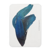 Bettfisch oder Blausiam-Männlicher Fisch Magnet (Vertikal)