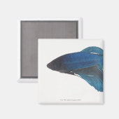Bettfisch oder Blausiam-Männlicher Fisch Magnet (Vorderseite/Rückseite)