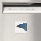 Bettfisch oder Blausiam-Männlicher Fisch Magnet (In Situ (Geschirrspüler))