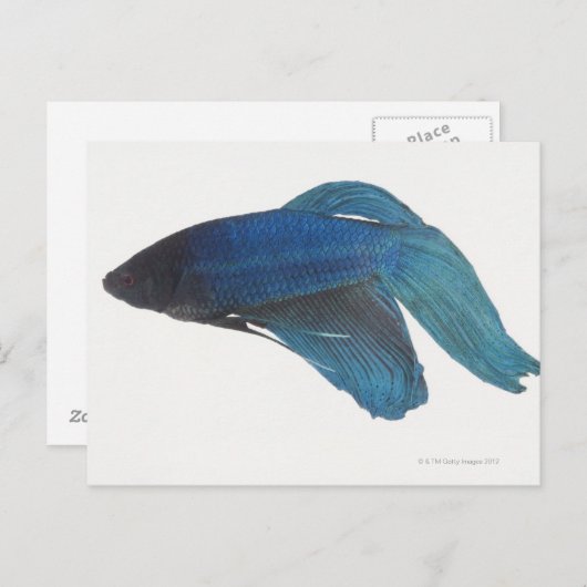 Bettfisch oder Blausiam-Männlicher Fisch Postkarte (Vorne/Hinten)