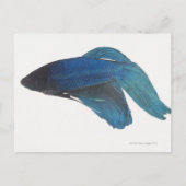Bettfisch oder Blausiam-Männlicher Fisch Postkarte (Vorderseite)