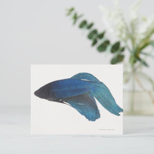 Bettfisch oder Blausiam-Männlicher Fisch Postkarte (Stehend Vorderseite)