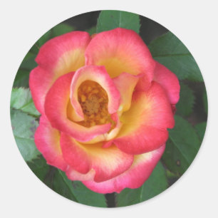 Betty Boop 140 Runder Aufkleber