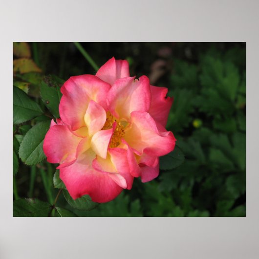 Betty Boop - 24. Mai 2009 139 Poster (Vorne)