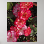 Betty Boop Rose Poster (Vorne)